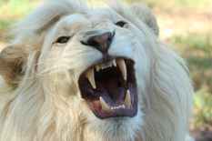 nature lion south africa whitelion